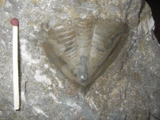 Megistaspidella acuticauda (Trilobithaleskjold) Fund fra Hesnæs Strand 7.2.3011 P.B.