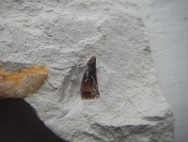 Mosasaur tand, 11 mm, fundet i Stevns Kridtbrud nov. 2011, fundet af Peter Bennicke 