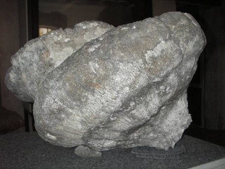 Måske verdens største Kiselsvamp, vejer ca. 180 kg. fundet i Stevns Kridtbrud af Peter Bennicke, kan ses på Stevns museum, Højerup ved Store Heddinge. 